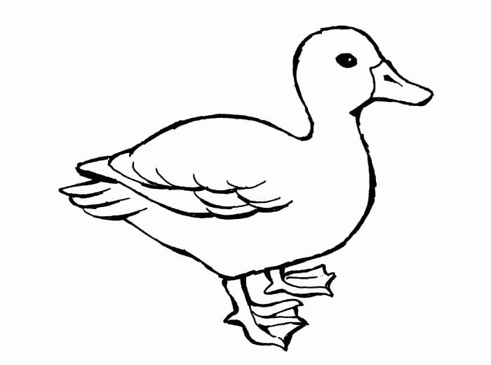 40  duck shape templates, crafts & colouring pages