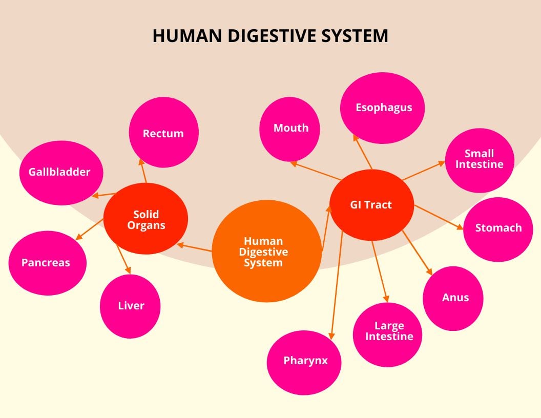 Human Digestive System Concept Map Template in Word, Google Docs