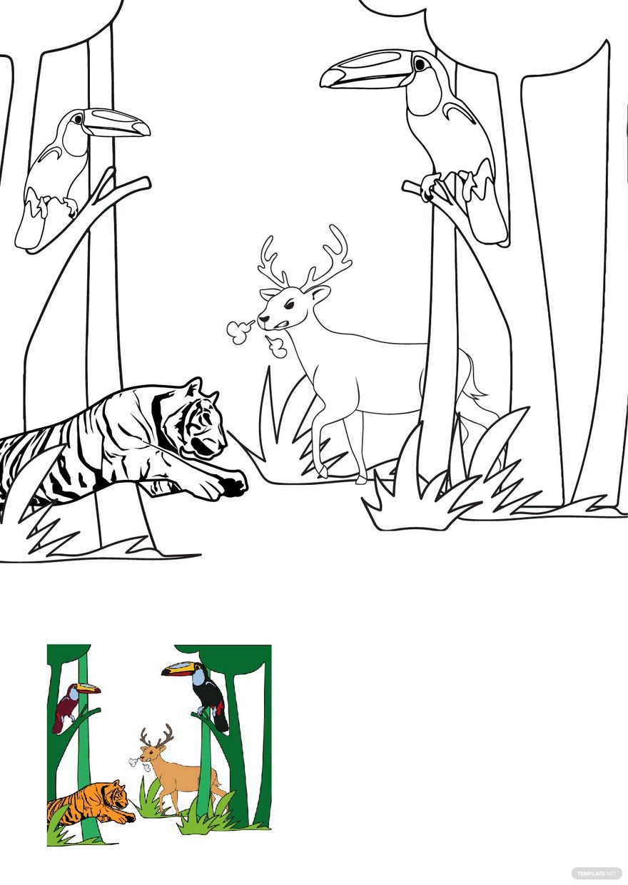 Rainforest Animals Coloring Pages Template