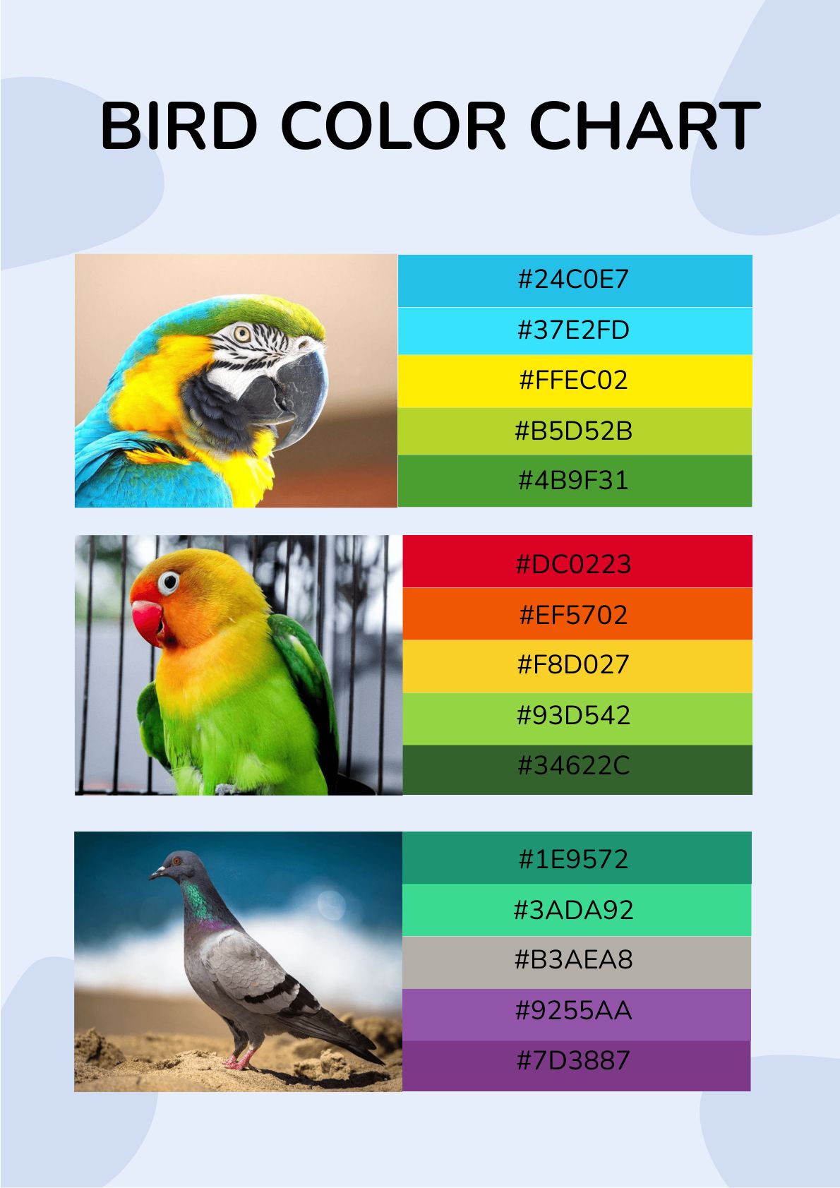 Bird Color Chart Template