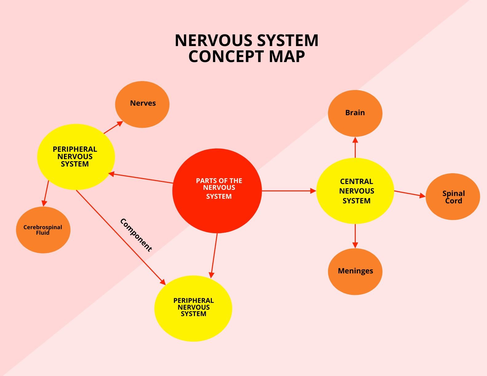 simple nervous system concept map
