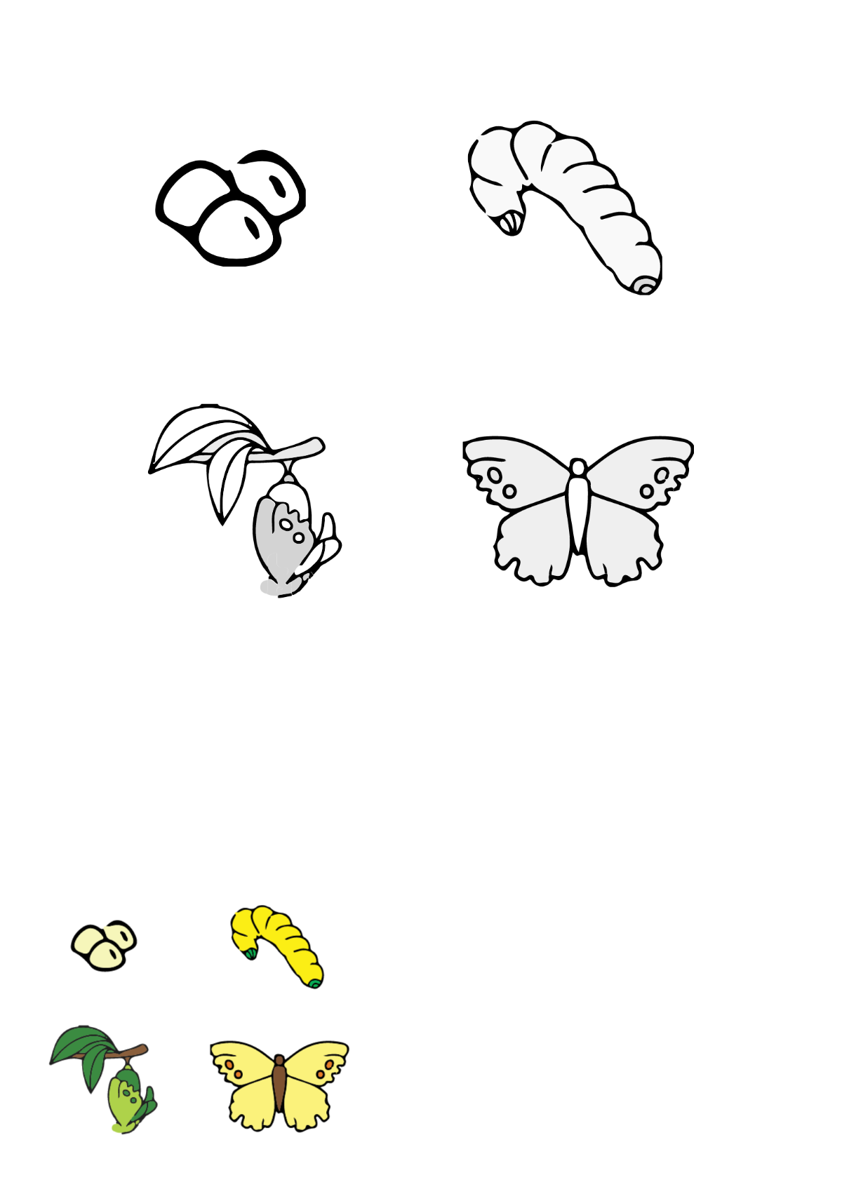 Butterfly Life Cycle Coloring Page Template