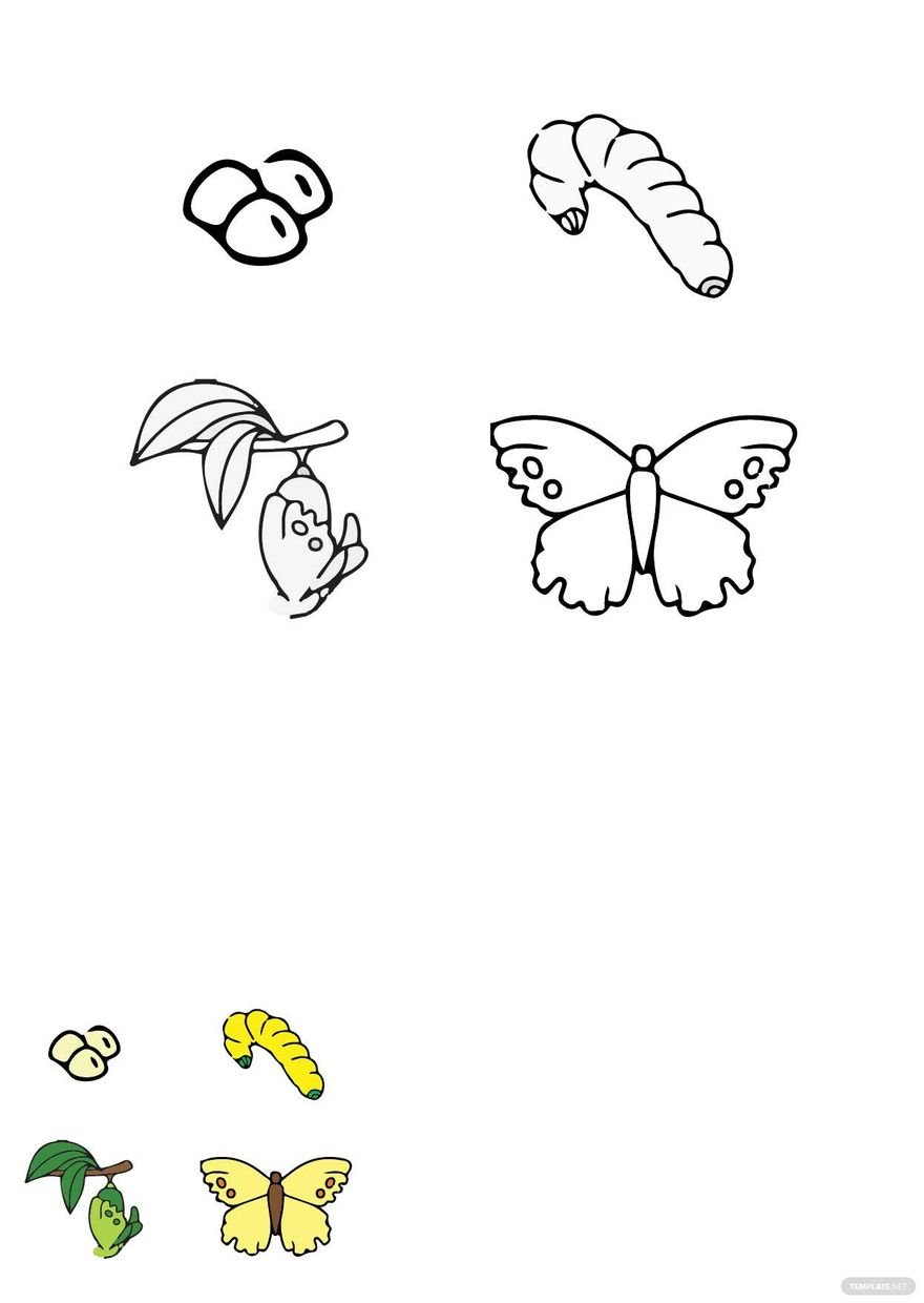 Butterfly Life Cycle Coloring Page in PDF
