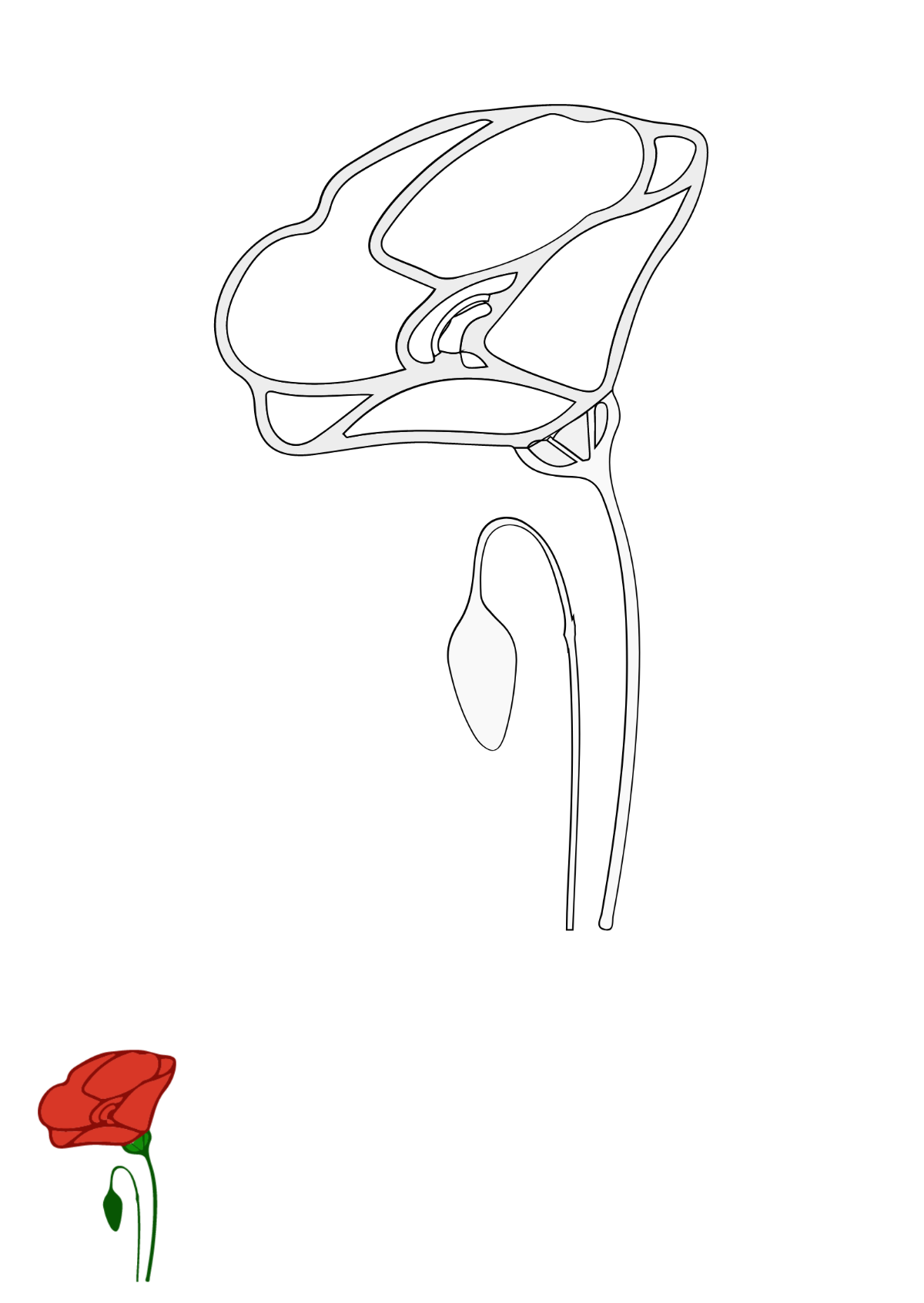 Poppy Flower Coloring Page Template
