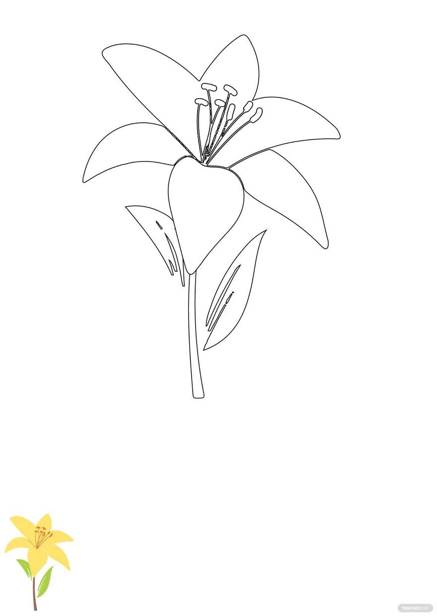 Lily Flower Coloring Pages in PDF, EPS, JPG