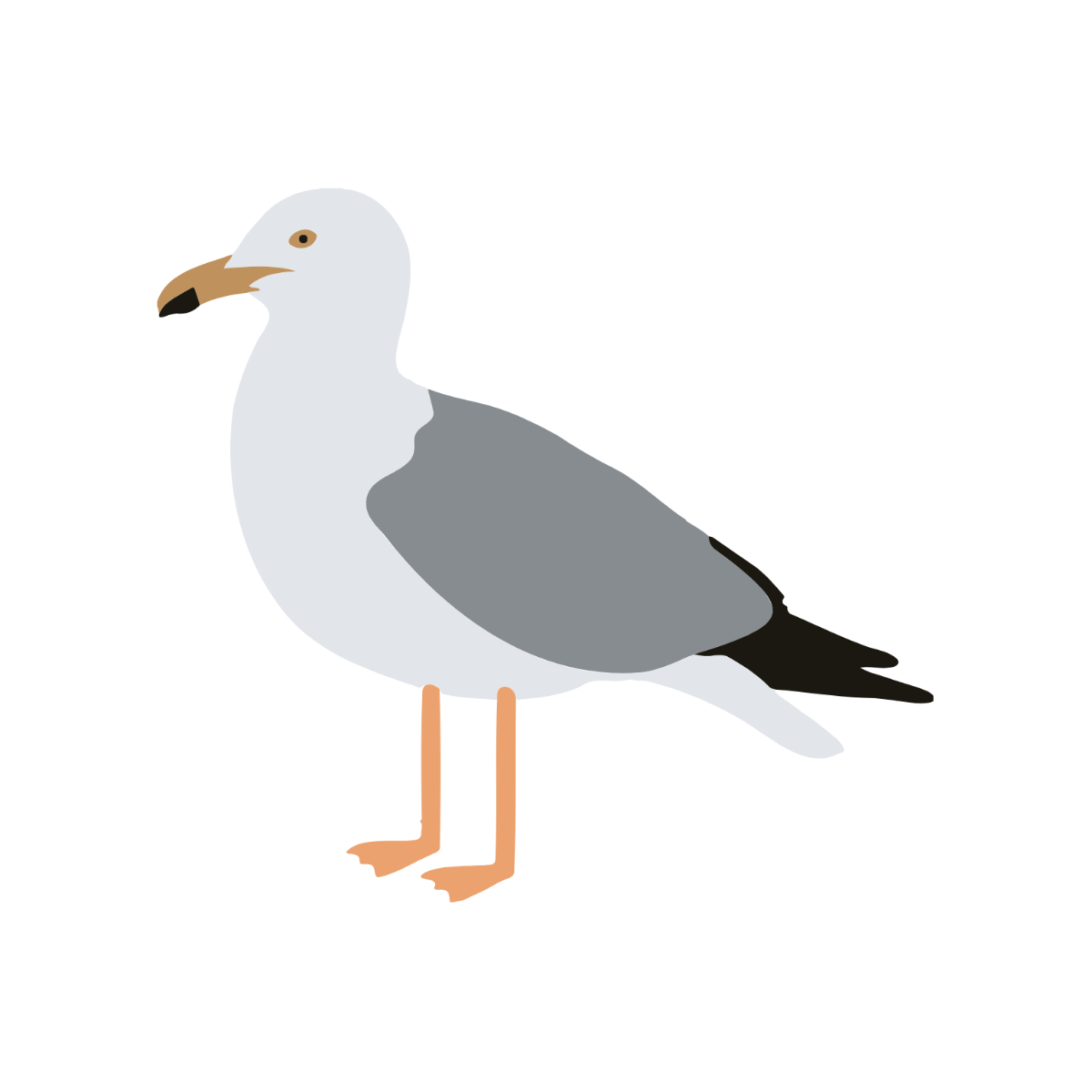 Seagull Clipart template