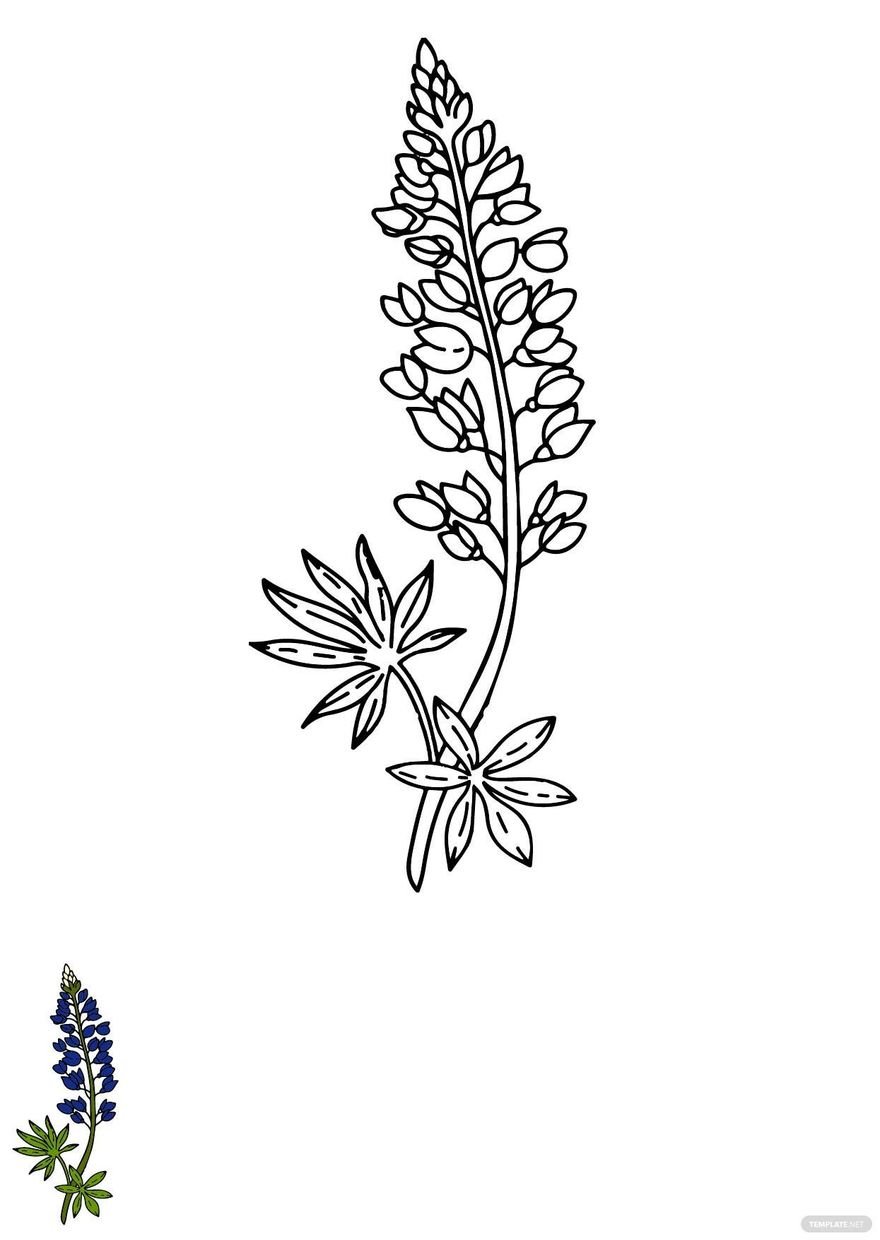 Bluebonnet Flower Coloring Page in PDF, EPS, JPG