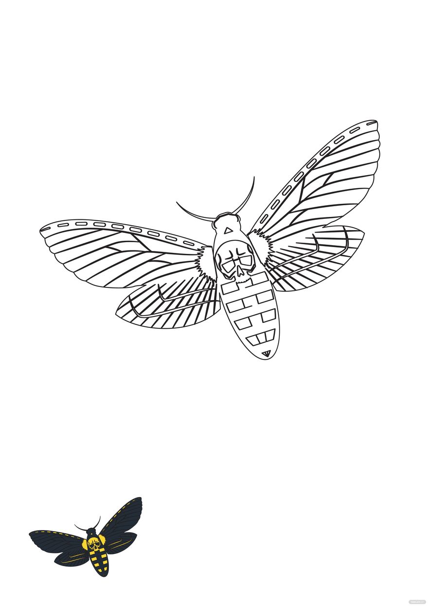Free Deaths Head Hawk moth Coloring Page Template in PDF, EPS, JPG