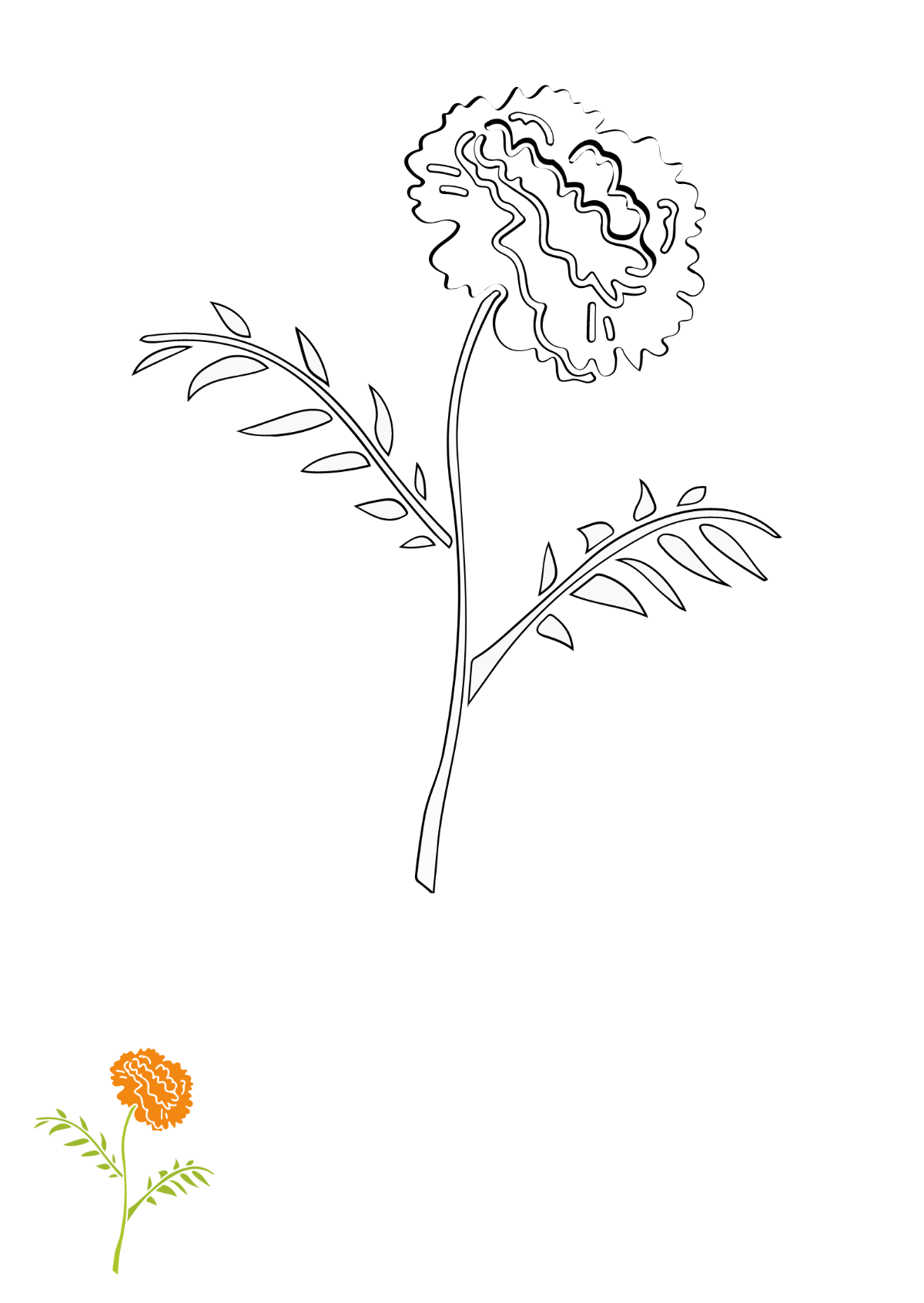 Marigold Flower Coloring Page Template