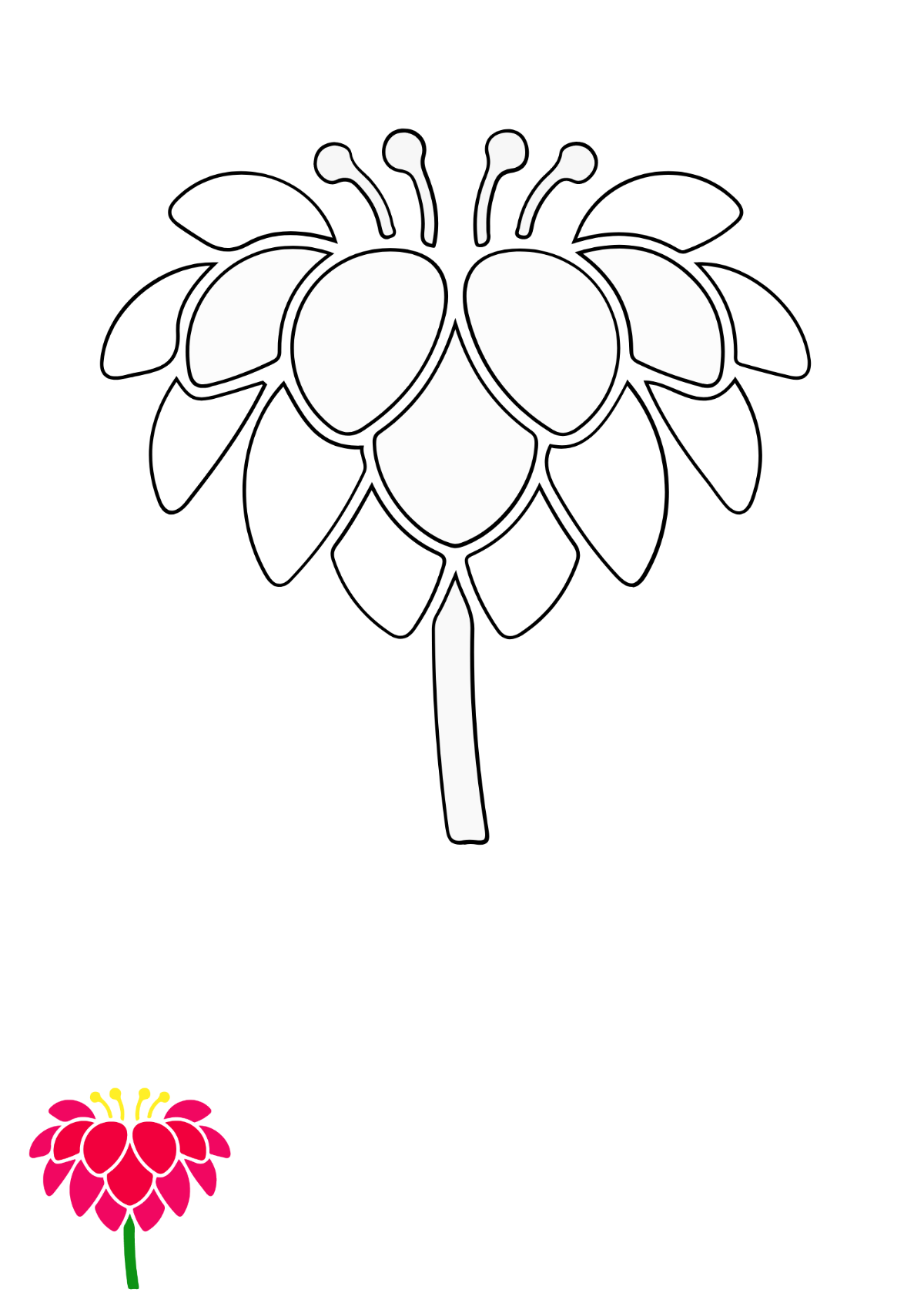 Dahlia Flower Coloring Page Template
