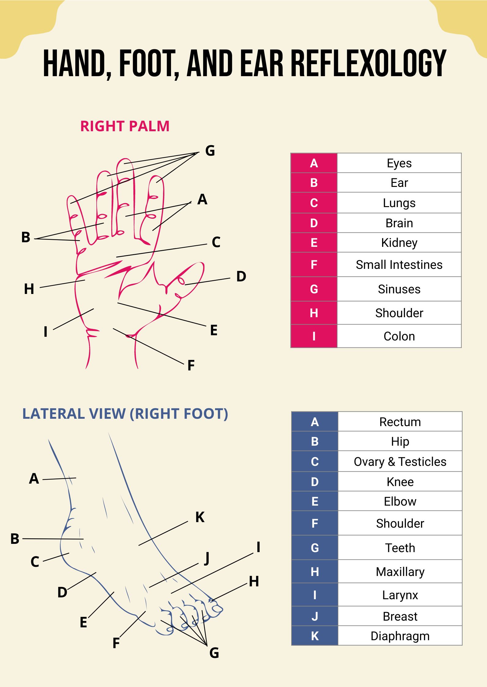 Reflexology Hand Foot Ear Chart in PDF, Illustrator