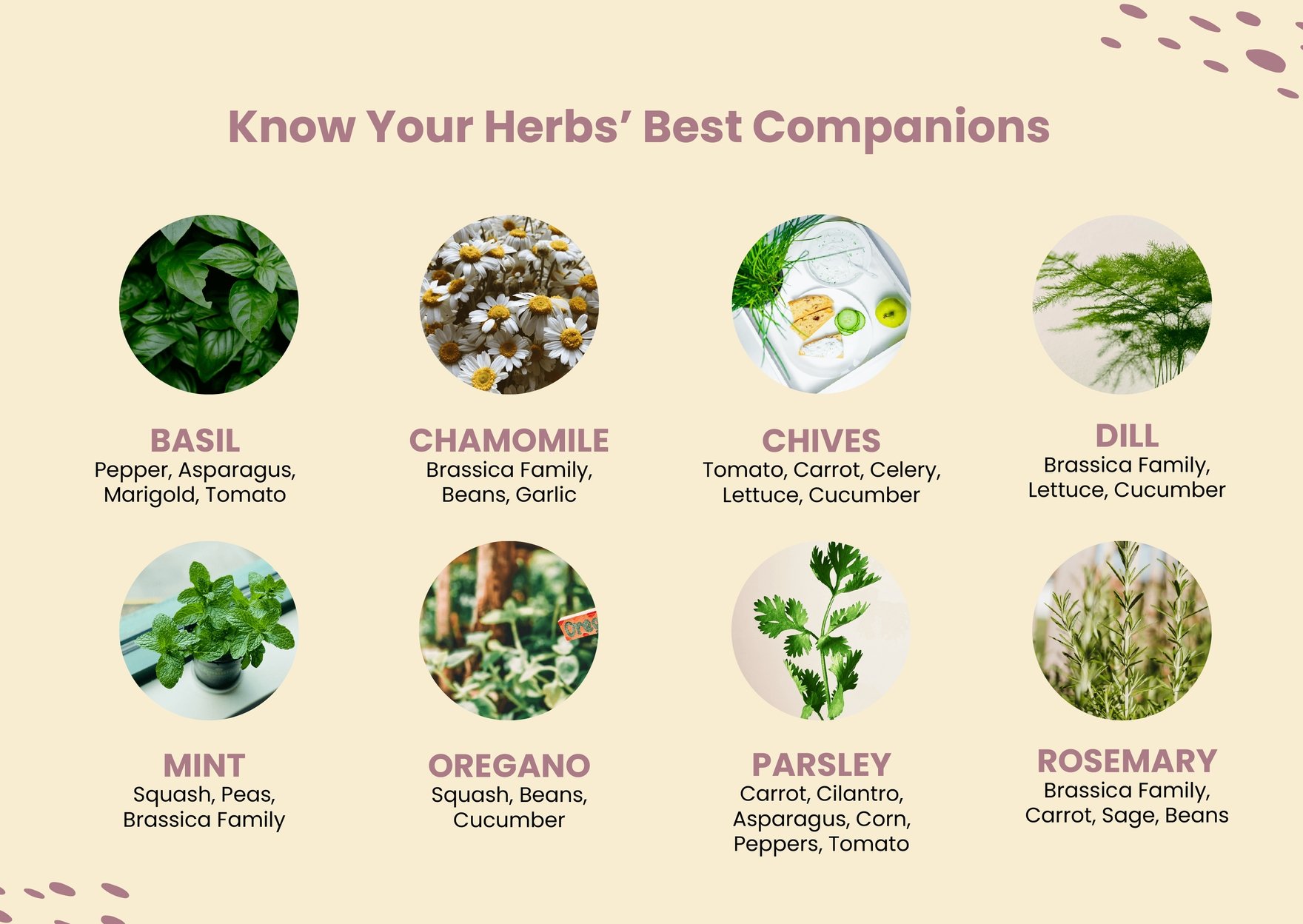 Herb Companion Planting Chart in PDF, Illustrator