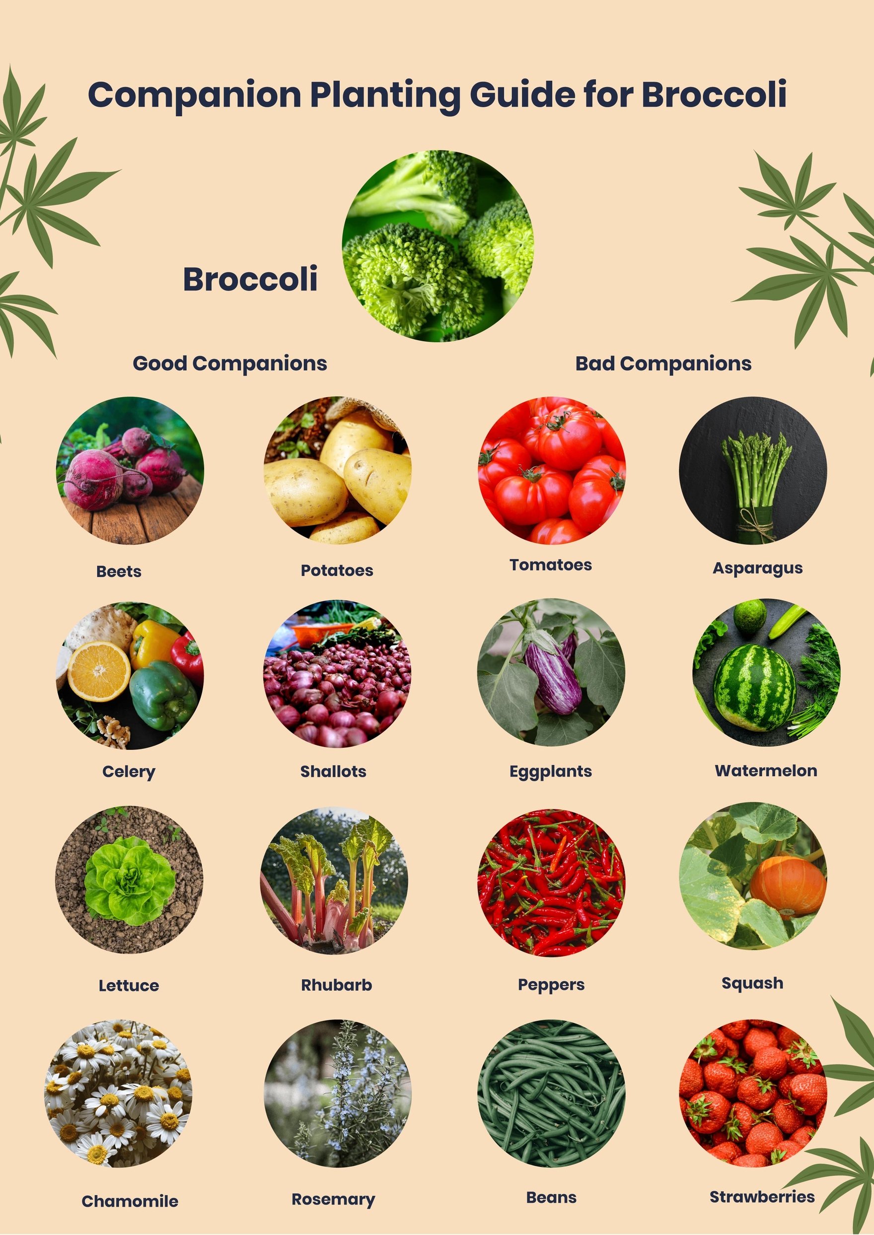 Broccoli Companion Planting Chart in PDF, Illustrator