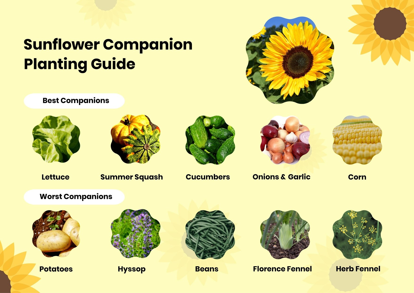 Sunflower Companion Planting Chart in PDF, Illustrator