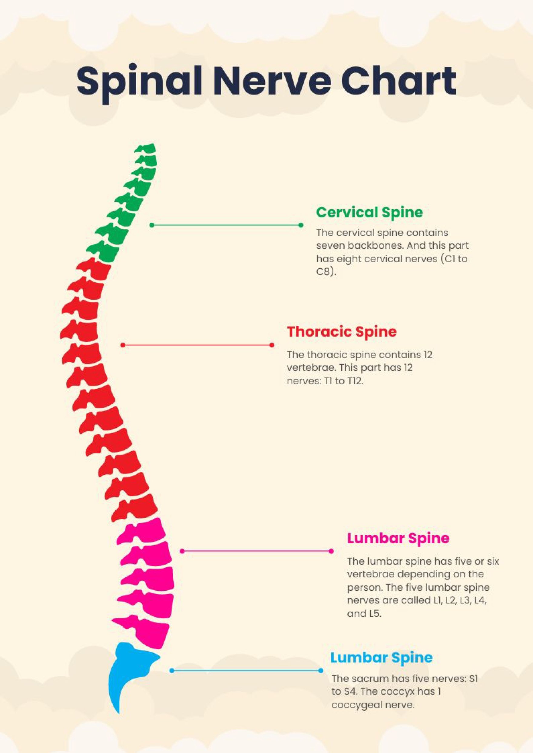 Spinal Nerve Chart in PDF, Illustrator