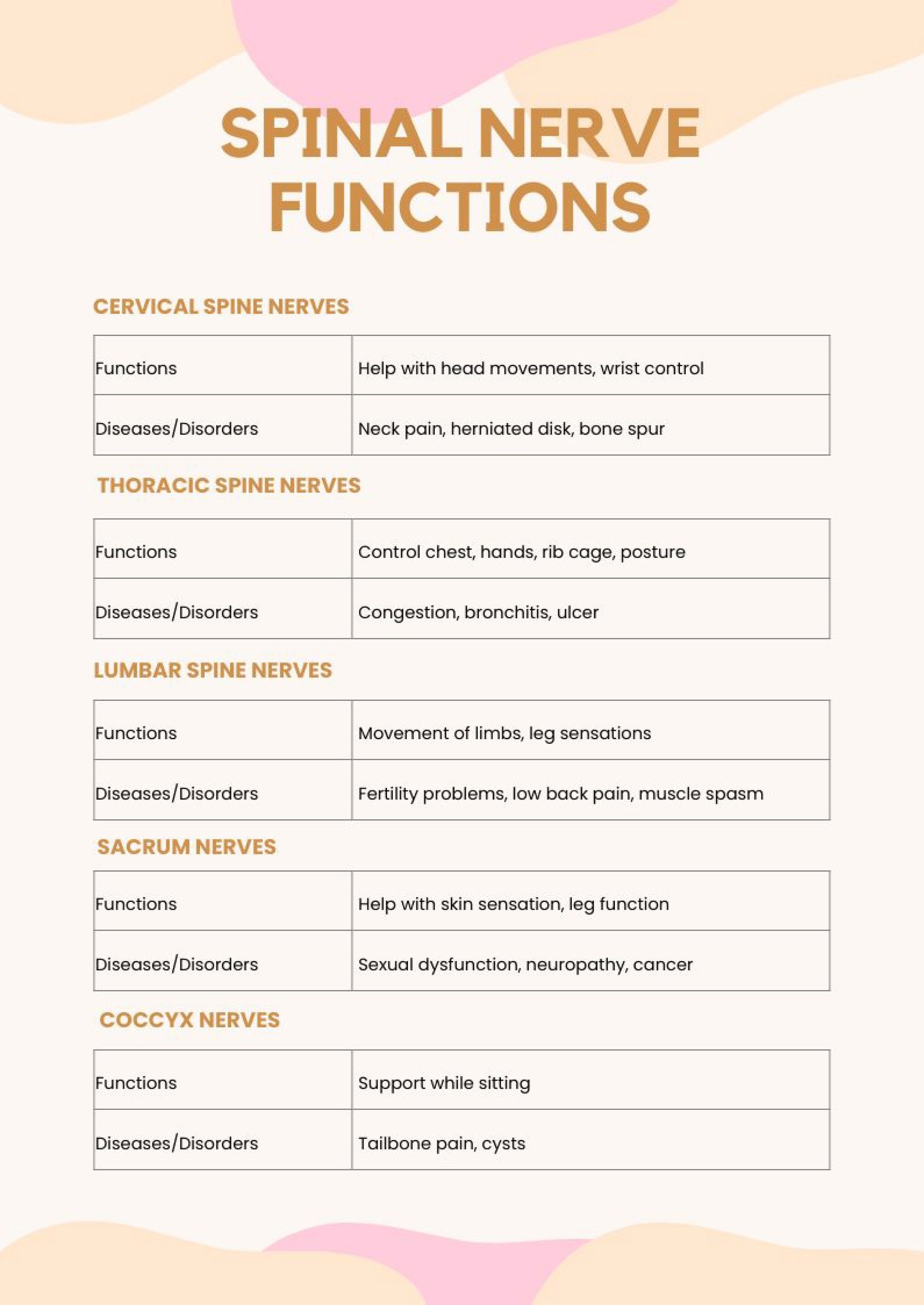 Spinal Nerve Function Chart in PDF, Illustrator