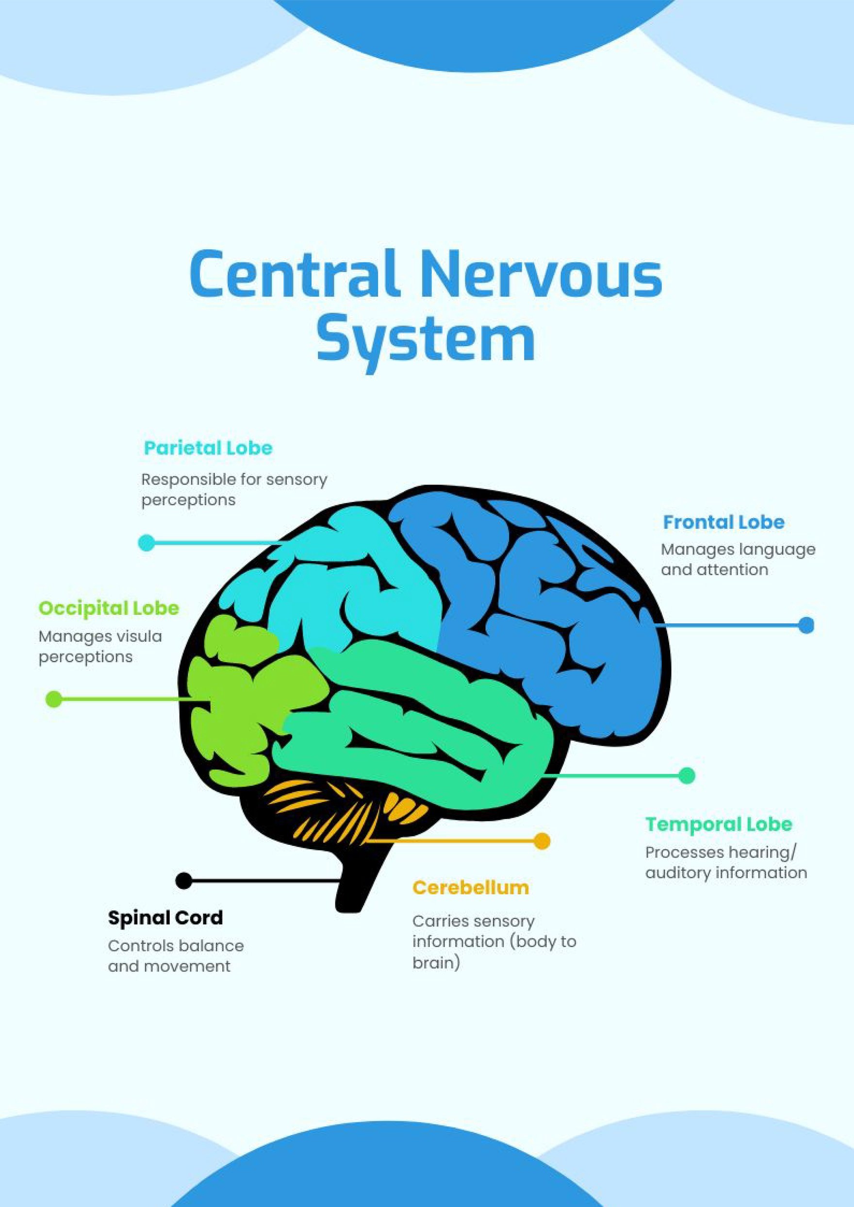 Free Central Nervous System Chart in PDF, Illustrator