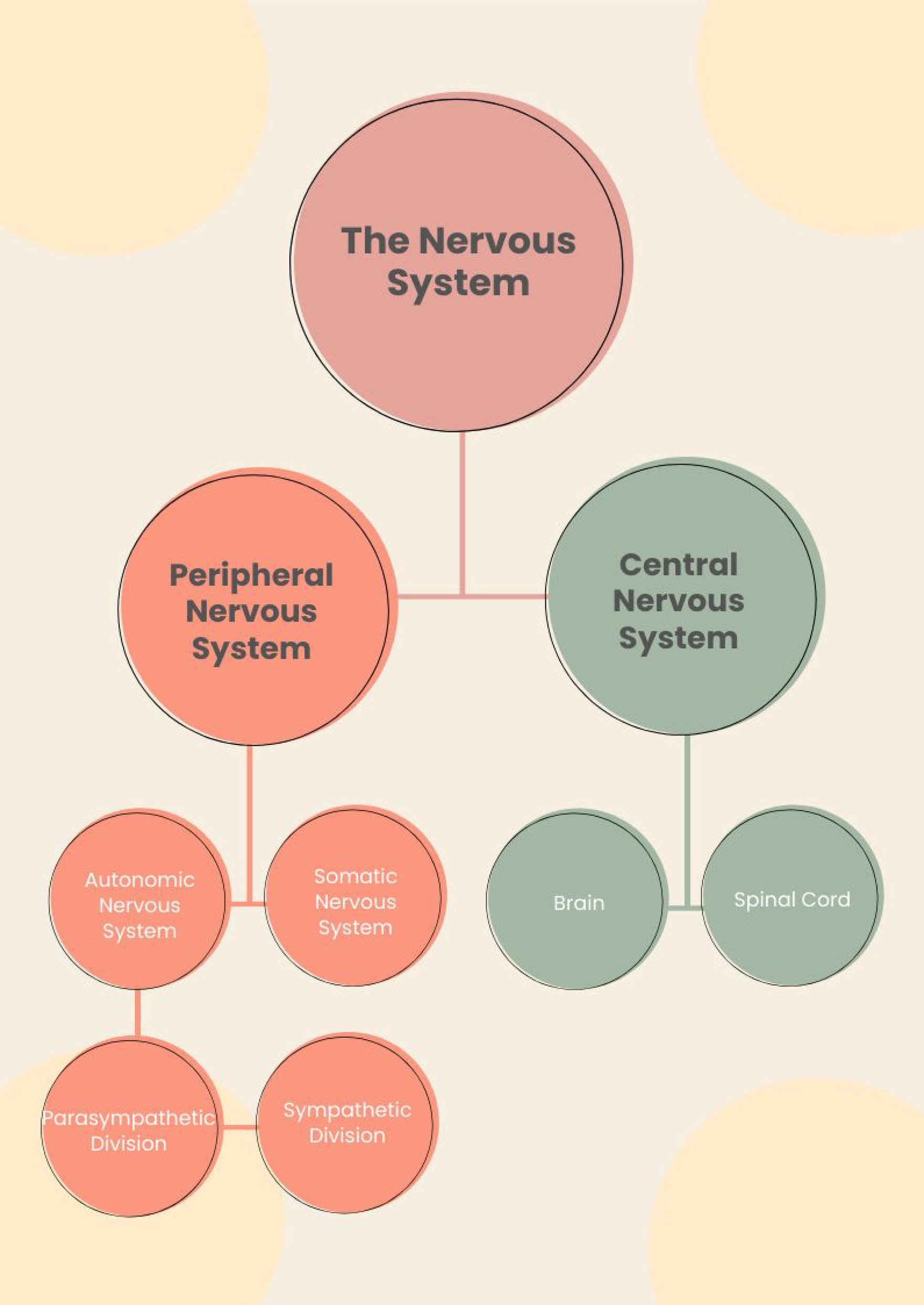 central nervous system and peripheral nervous system chart