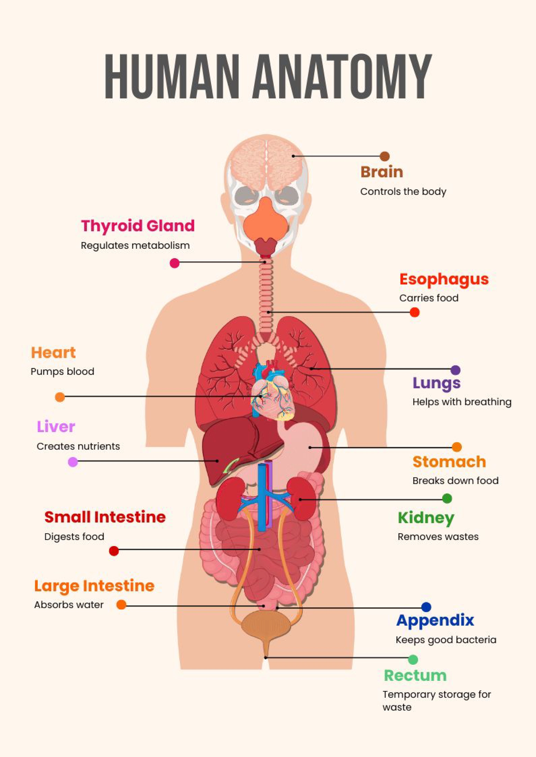 Nervous System Chart Templates In Illustrator Vector Image FREE 