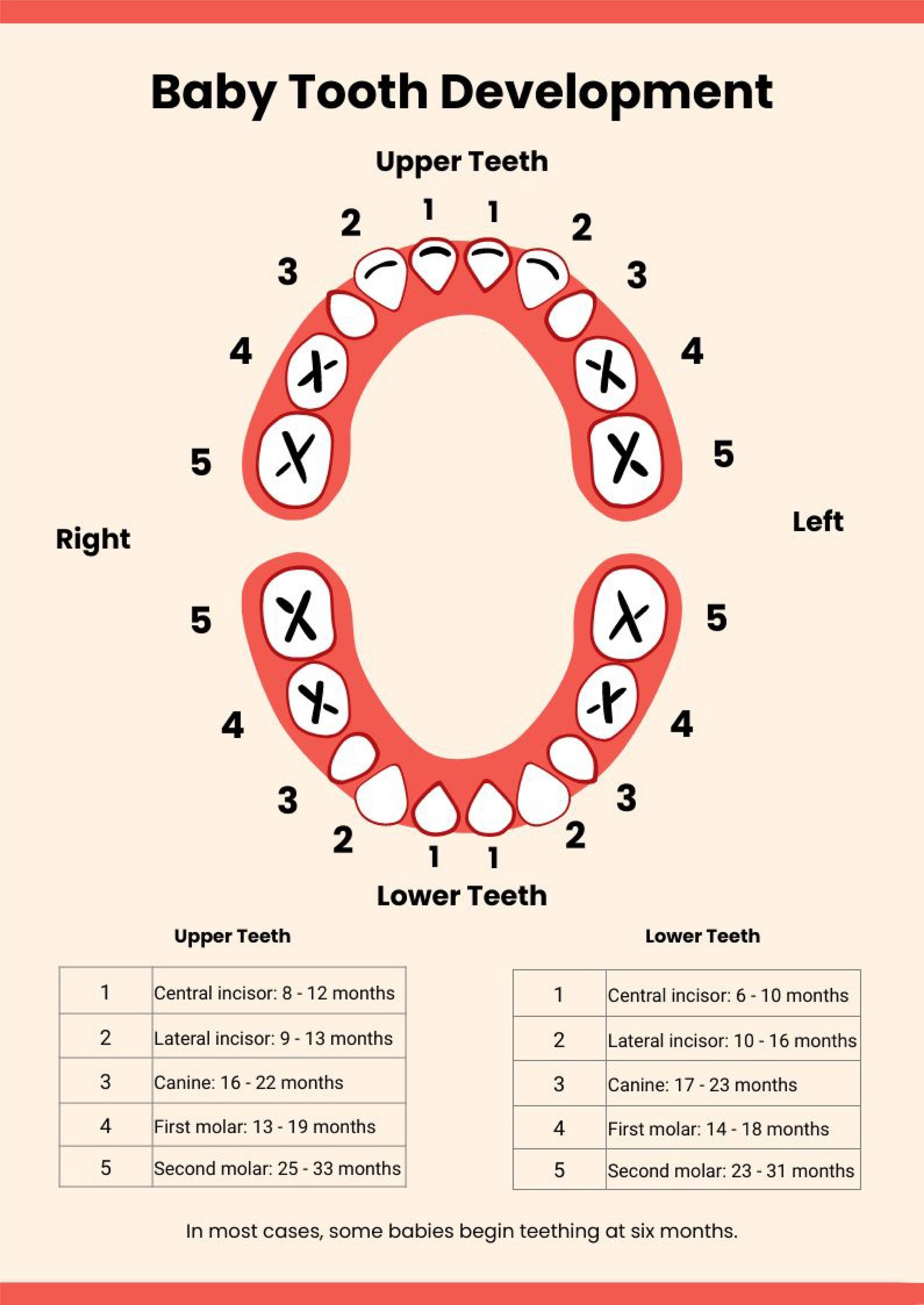 Free Teething Chart in PDF, Illustrator