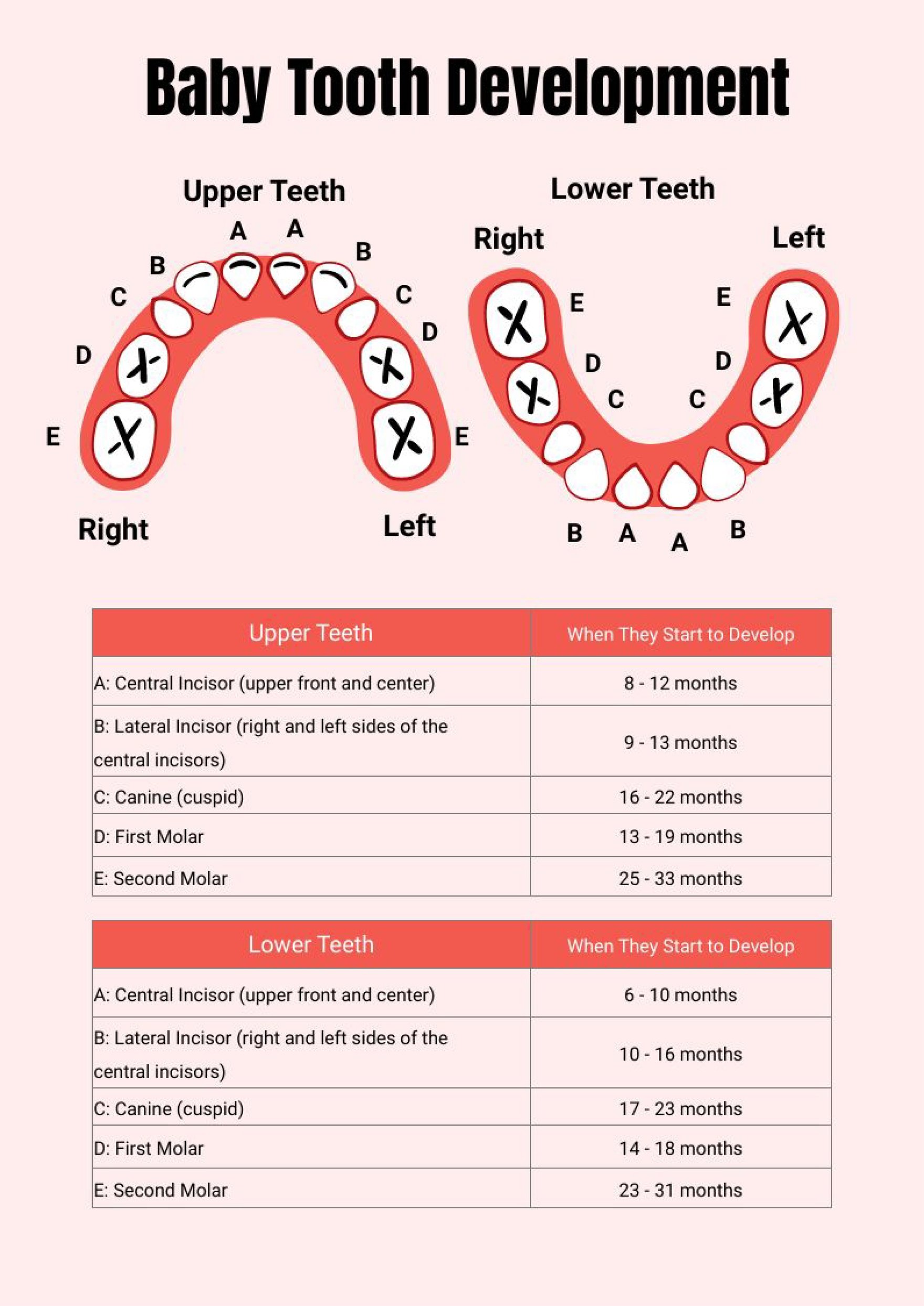 Free Baby Teeth Chart in PDF, Illustrator