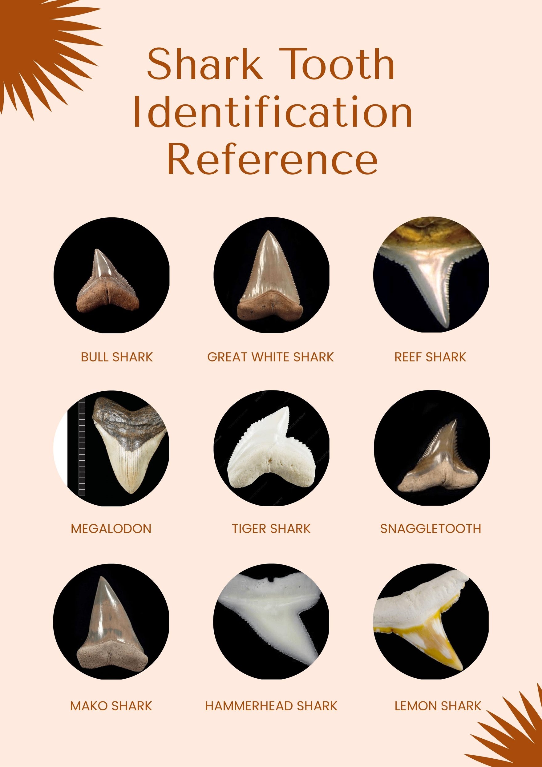 Shark Teeth Chart in PDF, Illustrator