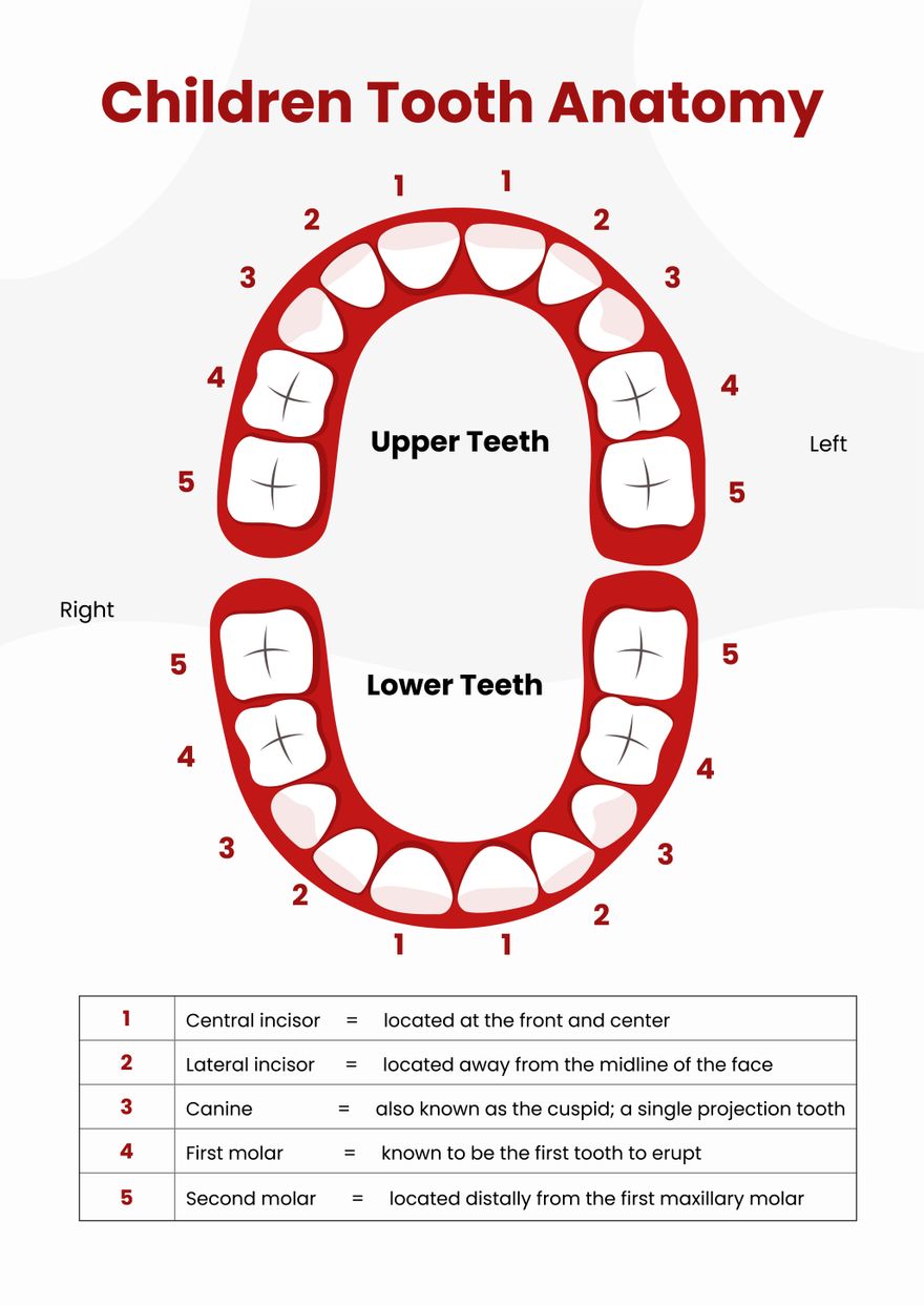 Tooth Chart in PDF, Illustrator