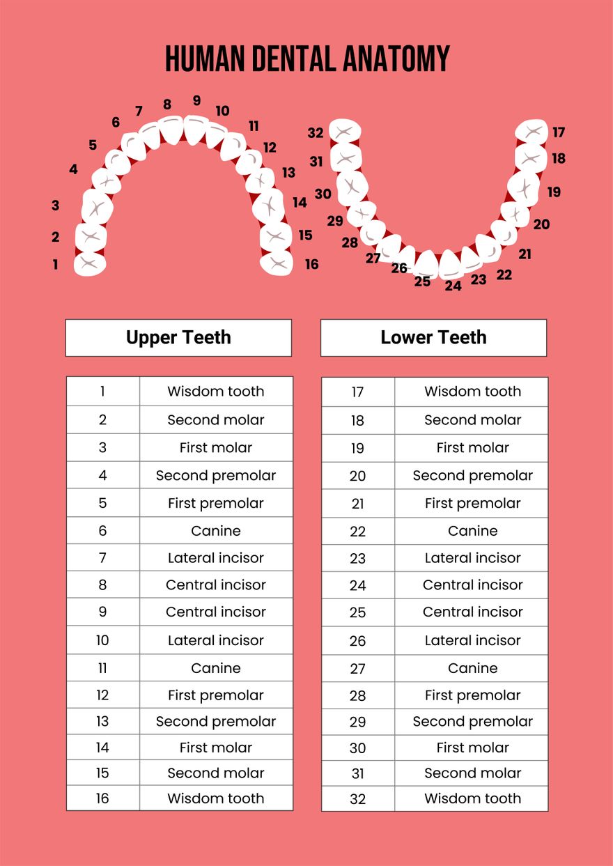 Dental Chart in PDF, Illustrator