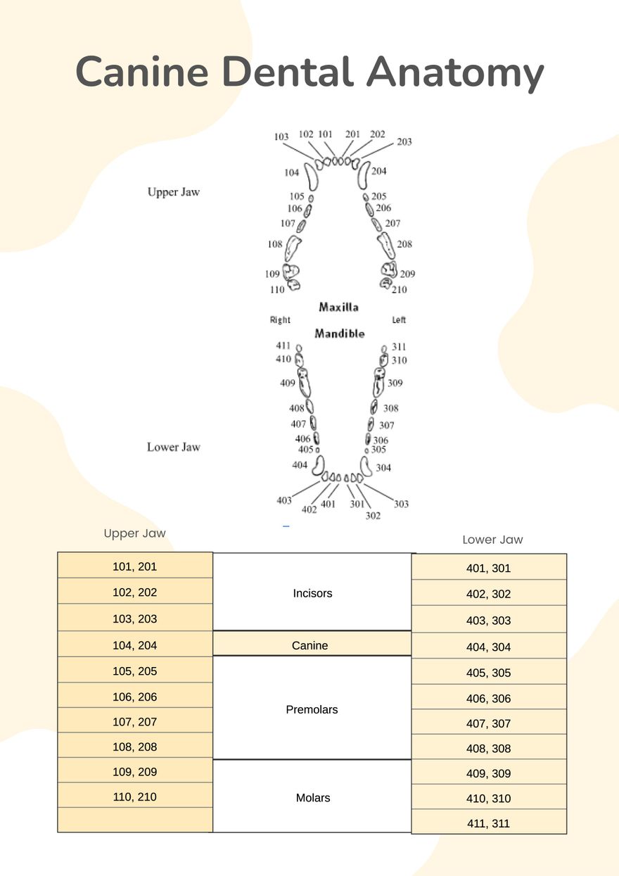 Canine Dental Chart Template