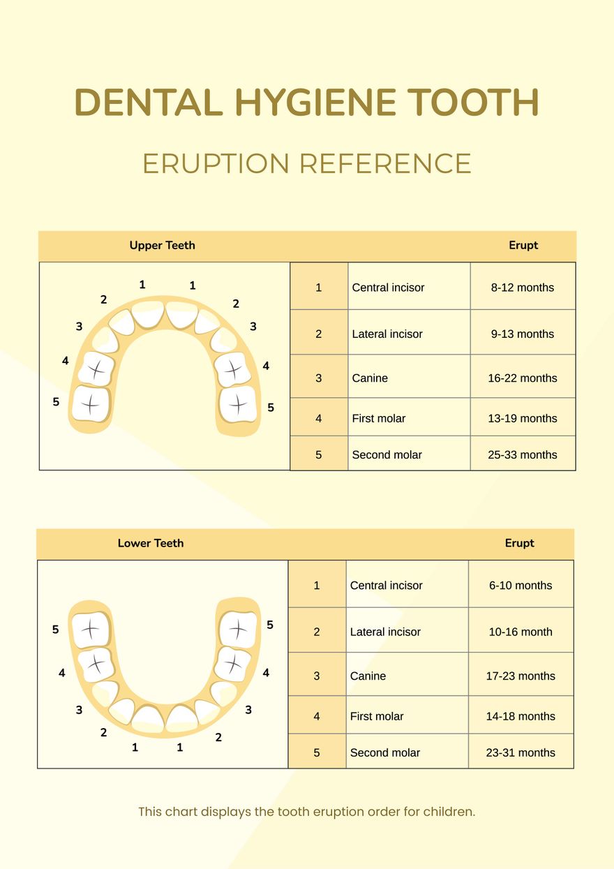 Dental Hygiene Tooth Eruption Chart In Illustrator PDF Download Dental Hygiene Tooth Eruption Chart In Illustrator PDF Download