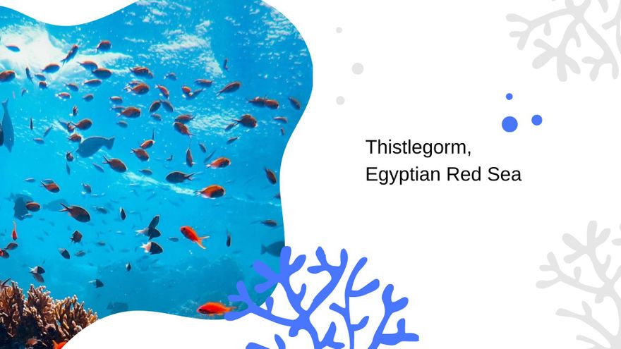 Free Diving Photographer Portfolio Presentation Template to Edit Online
