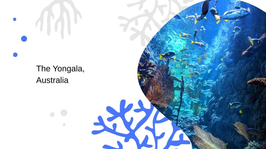 Free Diving Photographer Portfolio Presentation Template to Edit Online