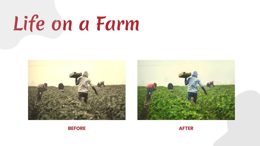 Farm Photographer Portfolio Presentation