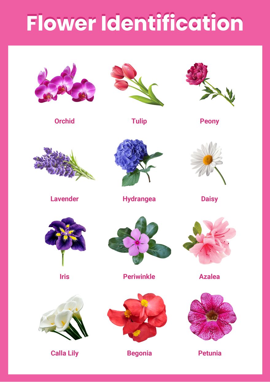 Flowers Chart in Illustrator, PDF - Download | Template.net