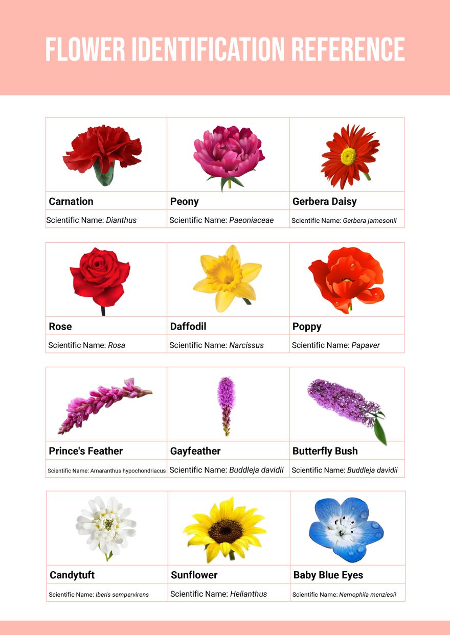 Free Flower Identification Chart Illustrator PDF Template