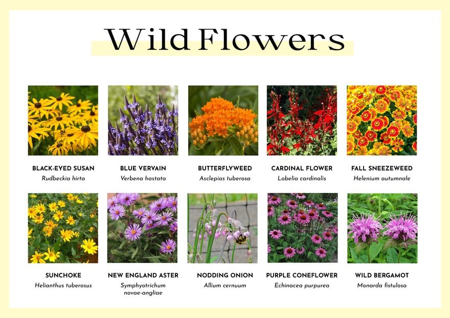Wild Flowers Chart in PDF, Illustrator