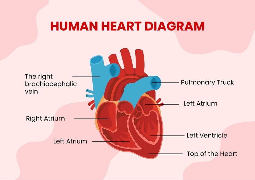 Simple Heart Diagram Template