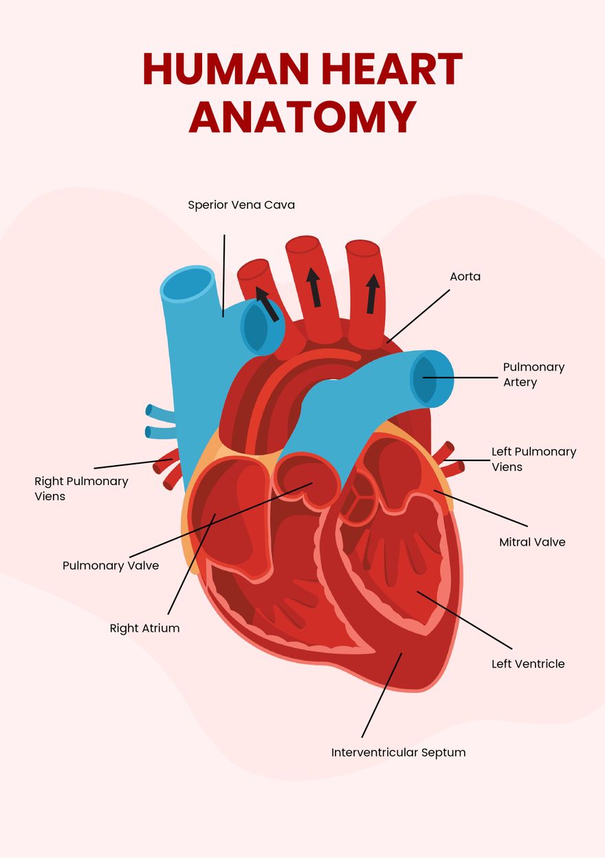 Free Heart Diagram Download in Word
