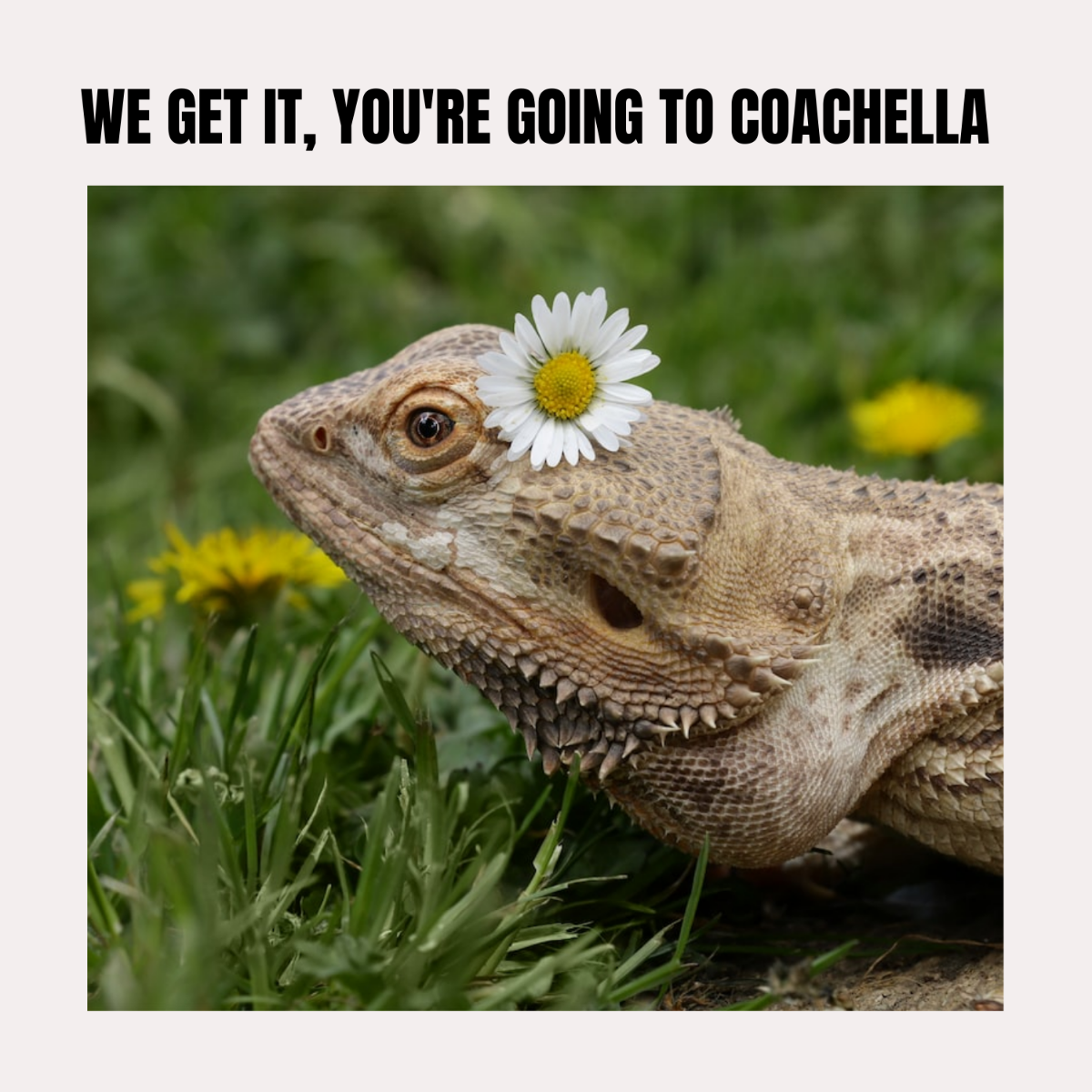 Coachella Meme Template