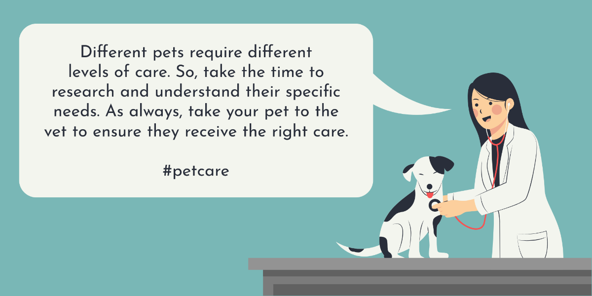 Pet Care Twitter Post  Template