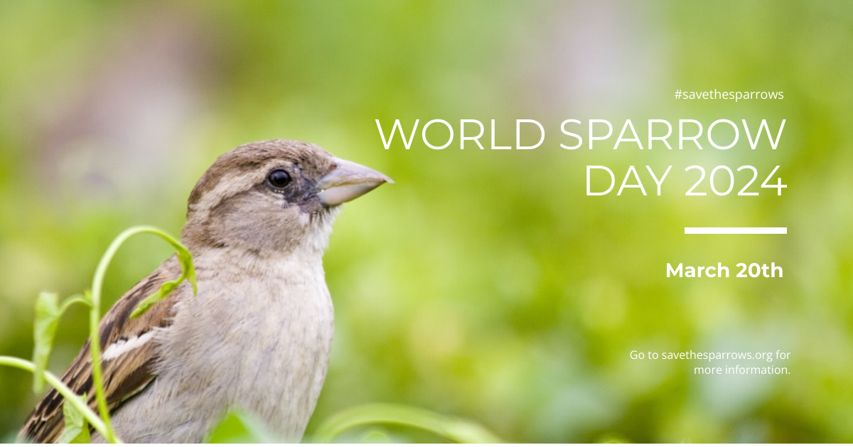 Free World Sparrow Day Facebook Post Template