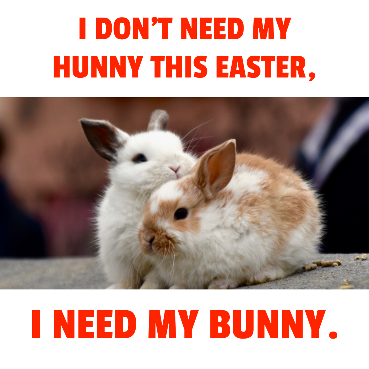 Easter Bunny Meme Template