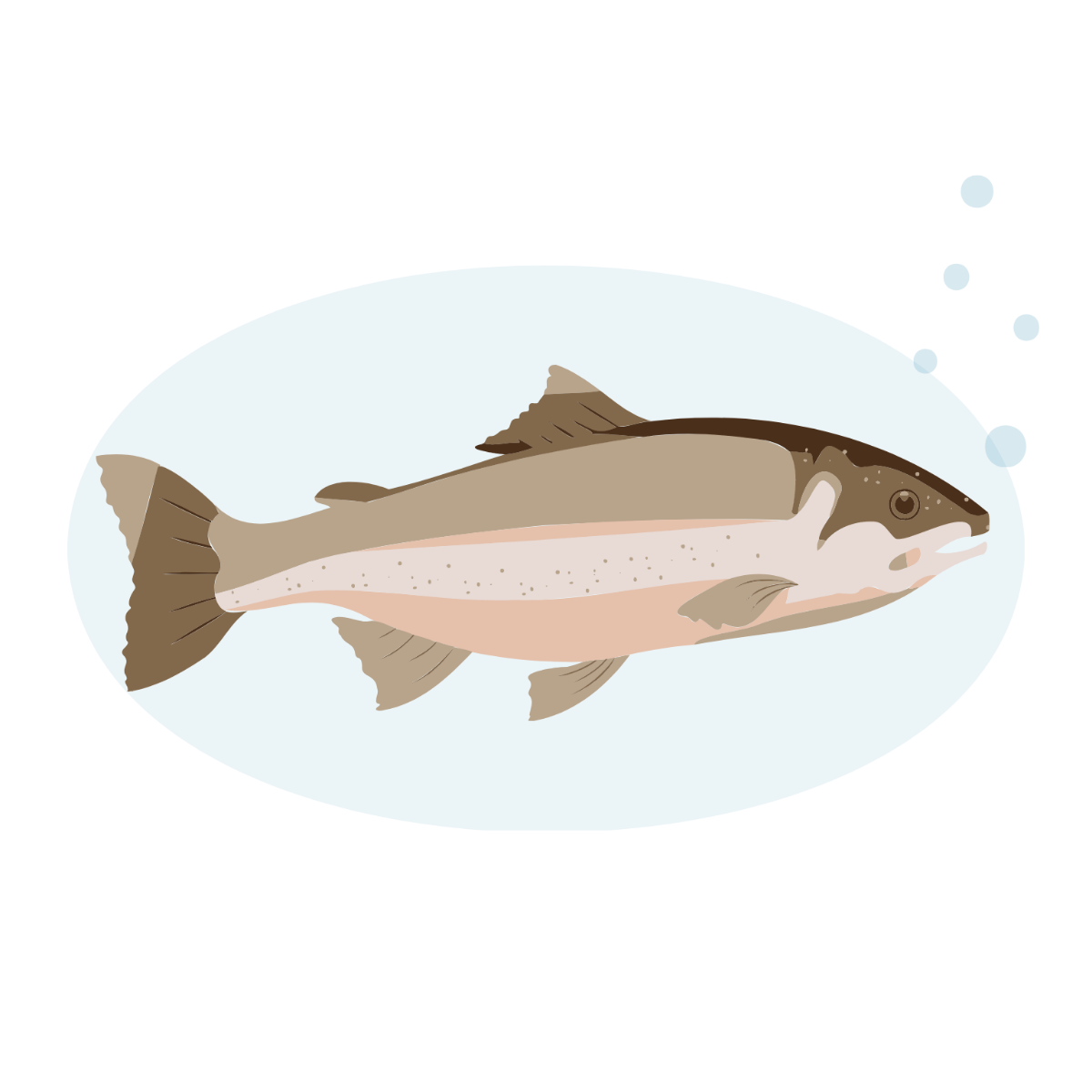 Free Salmon Fish Vector Template