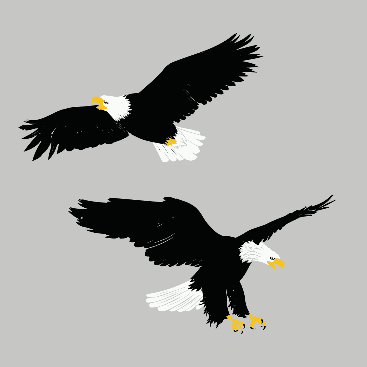Wedge Tail Eagle Vector Template