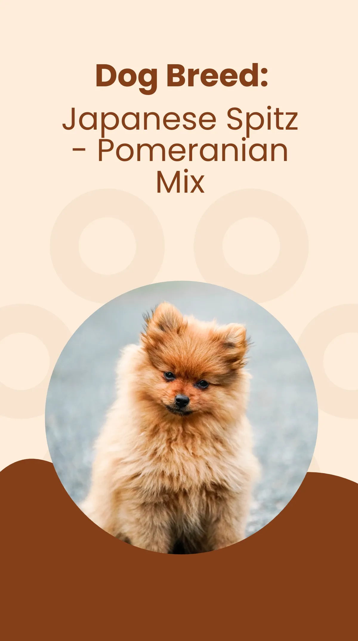 Free Pet Missing Instagram Story Template to Edit Online