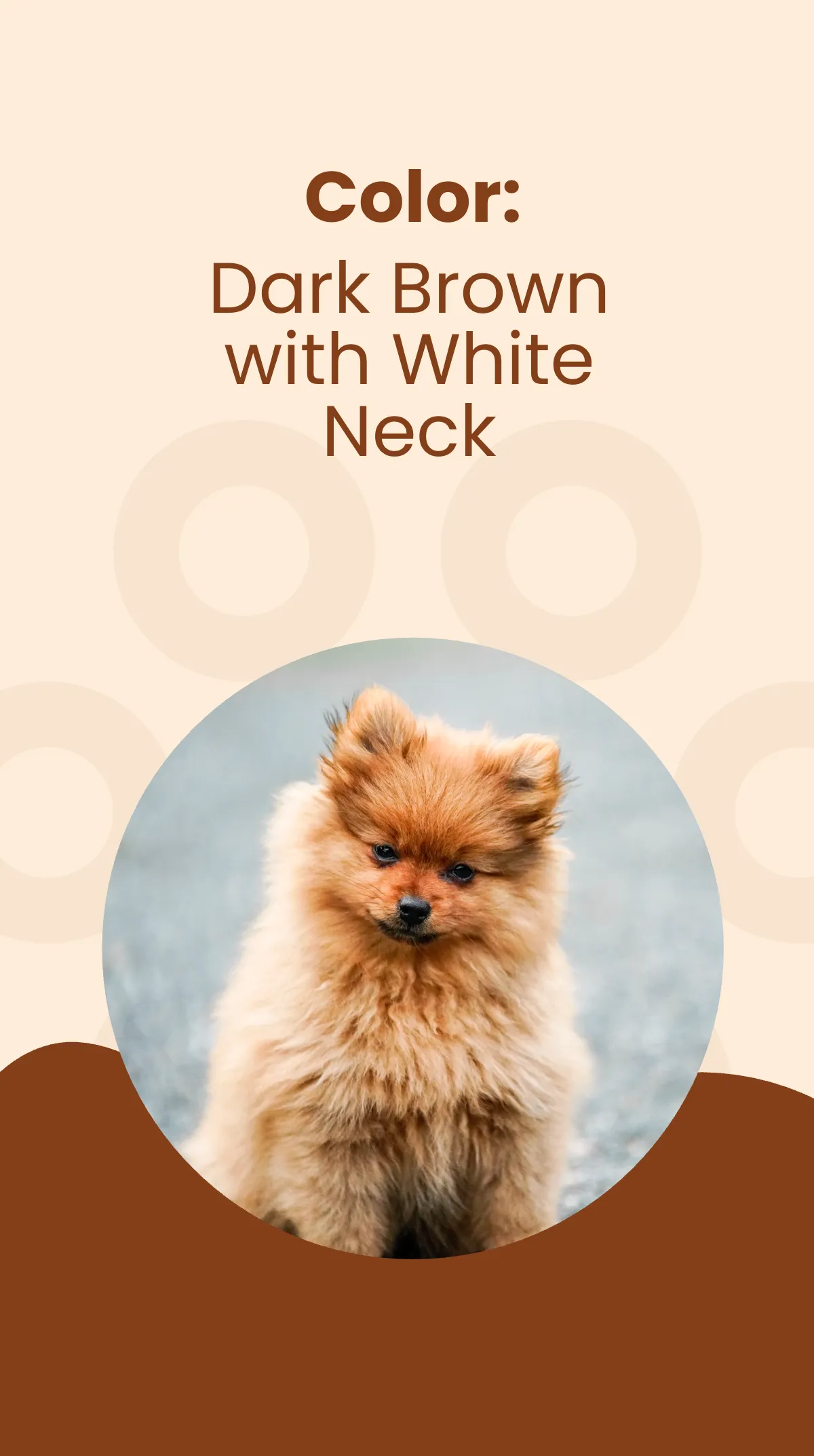 Free Pet Missing Instagram Story Template to Edit Online