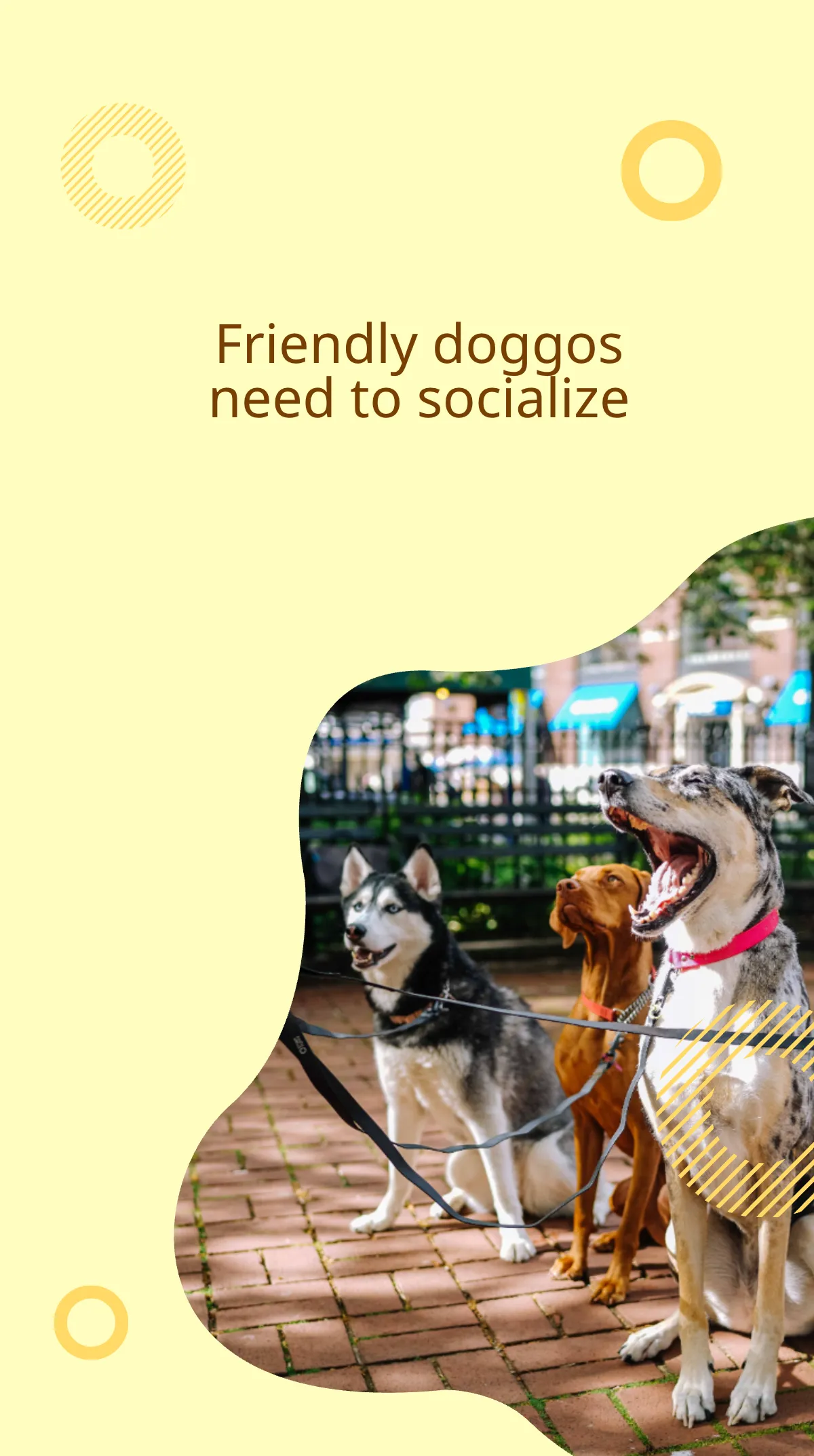 Free Dog Walker Instagram Story Template to Edit Online