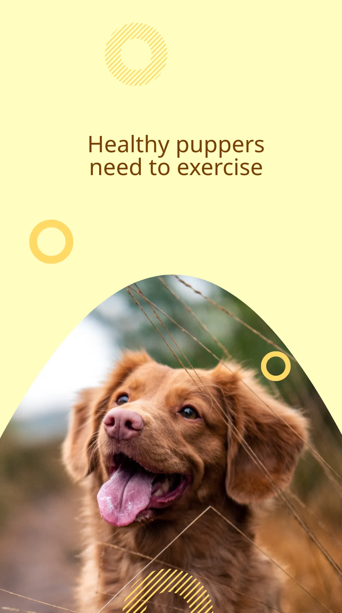 Free Dog Walker Instagram Story Template to Edit Online