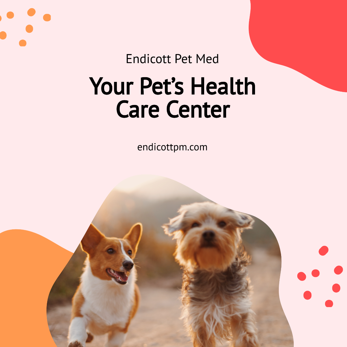 Pet Health Care Instagram Post