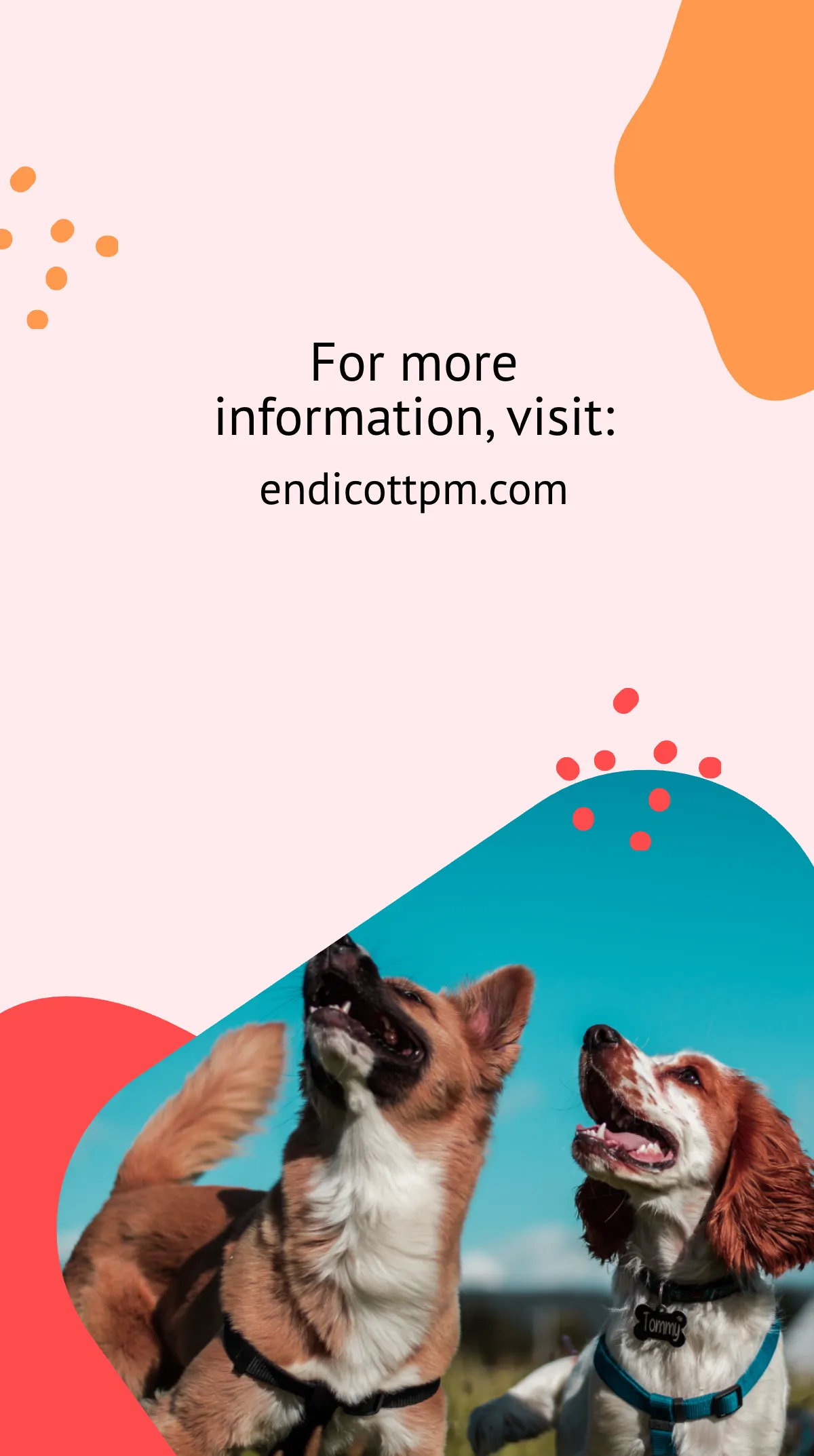 Free Pet Health Care Instagram Story Template to Edit Online